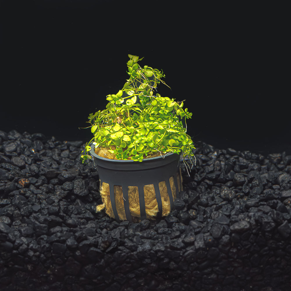 Monte Carlo | Micranthemum Tweediei