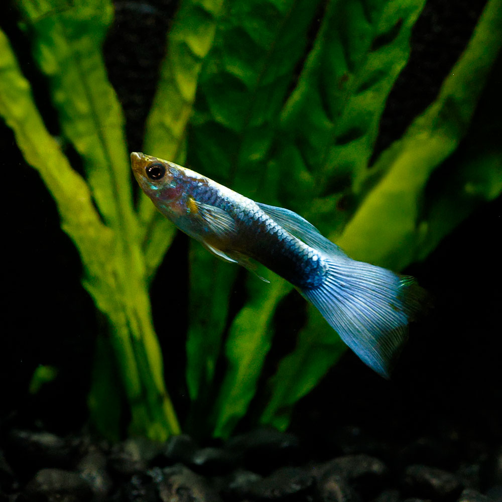 Neon Blue Guppy