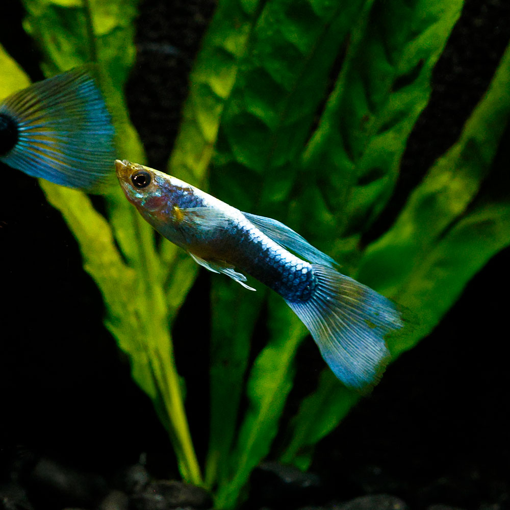 Neon Blue Guppy