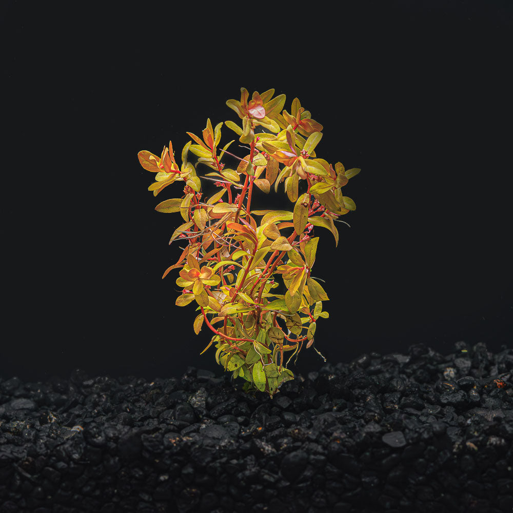 Nesaea Pedicellata &#39;Golden&#39;