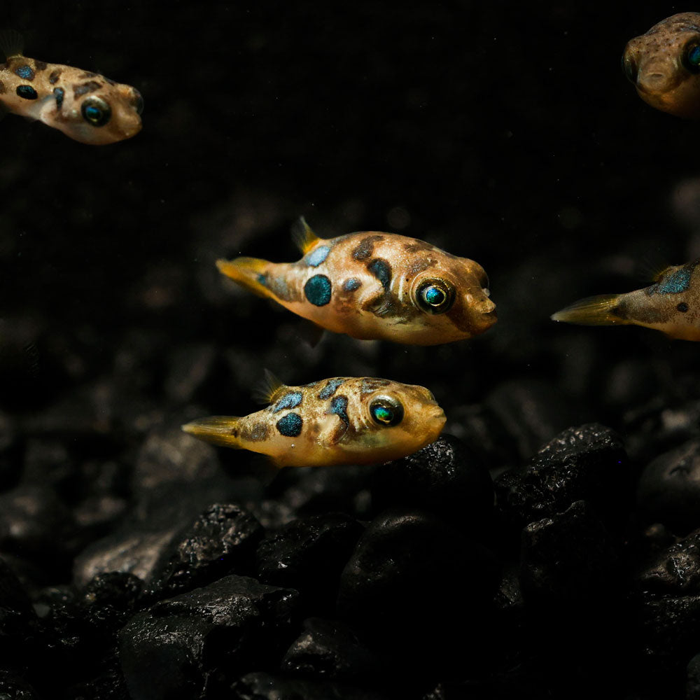 baby box puffer fish Shop Spiny Puffers Online Today Everyone sending mammals and birbs,