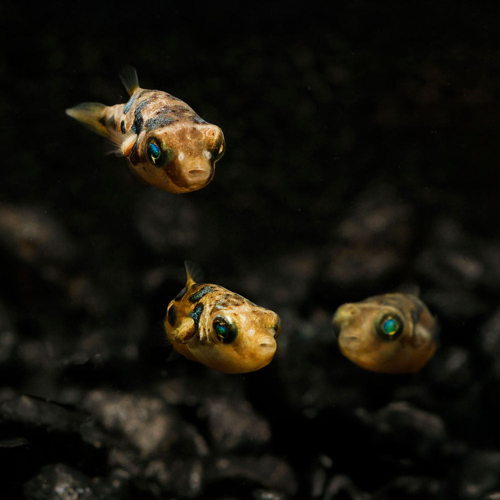 Three pea puffer fish swimming in a dark underwater environment