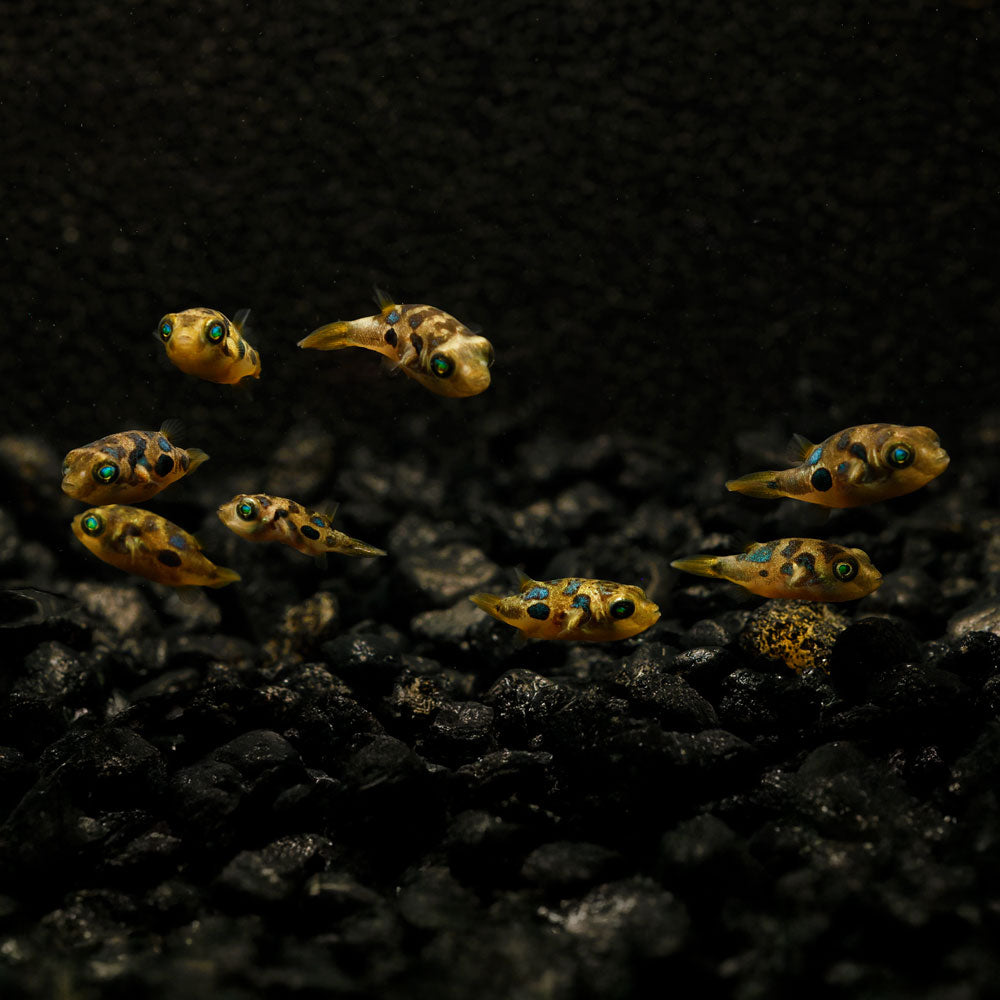 pea puffers swimming in an aquarium together in a dark aquarium 
