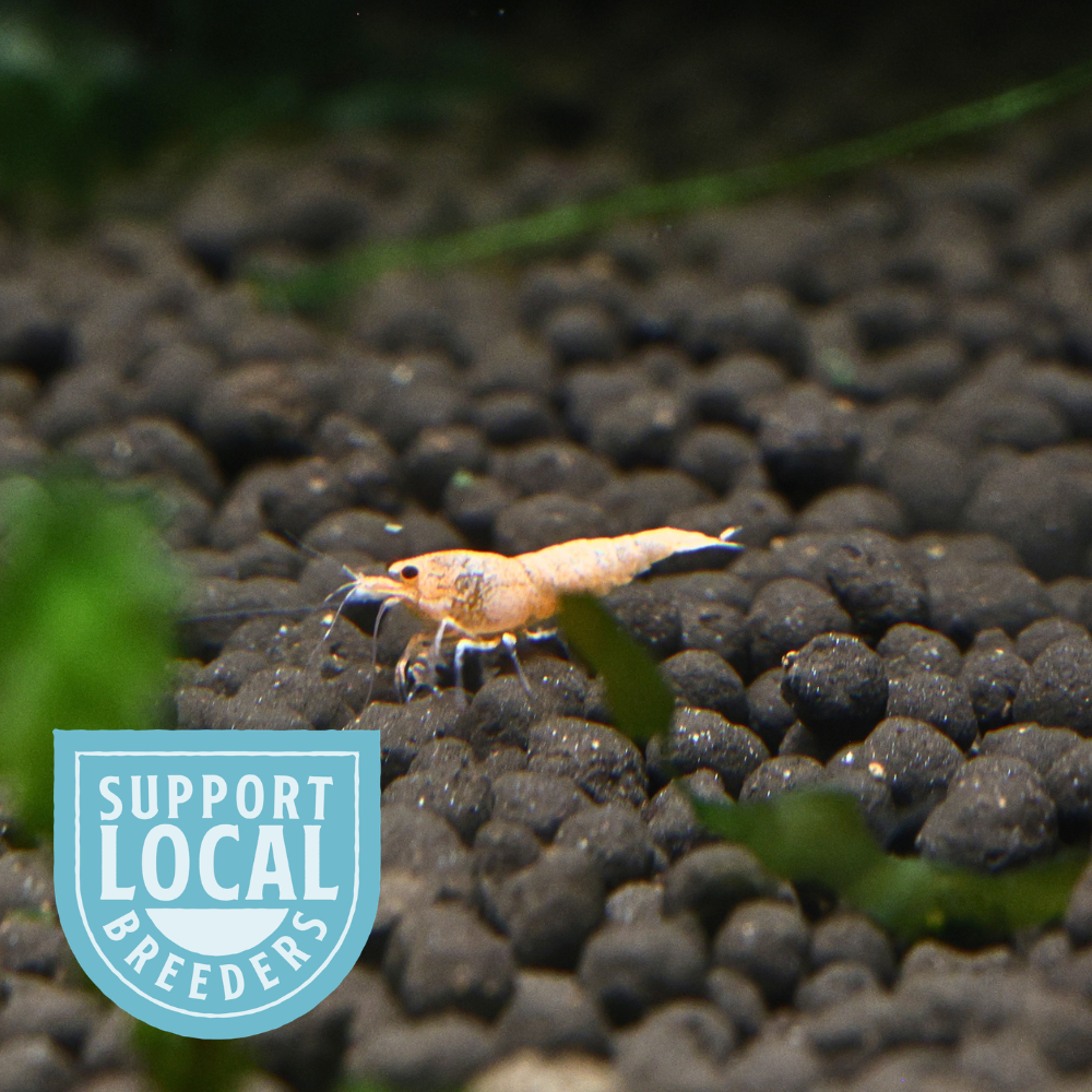 A small peach steel shrimp standing on dark substrate in an aquarium, with green aquatic plants blurred in the foreground and a blue 'Support Local Breeders' badge overlaid in the lower left.