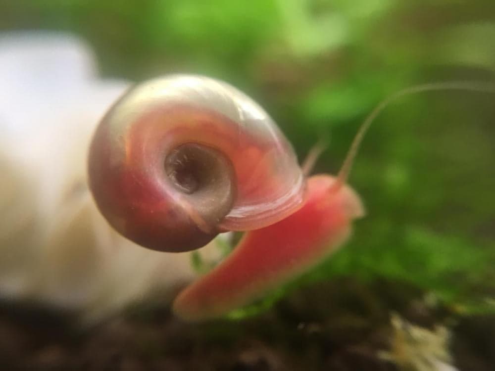 Pink Snail Shell 3 Pink Ramshorn Snails