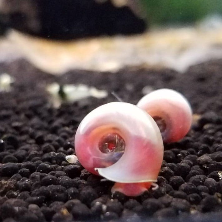 Pink Snail Shell 3 Pink Ramshorn Snails