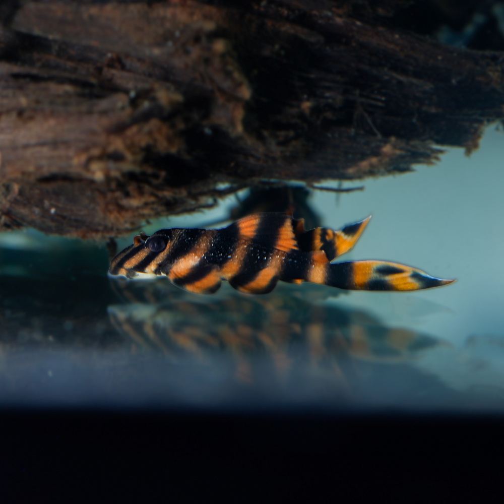 Blood Red Tiger Pleco L306