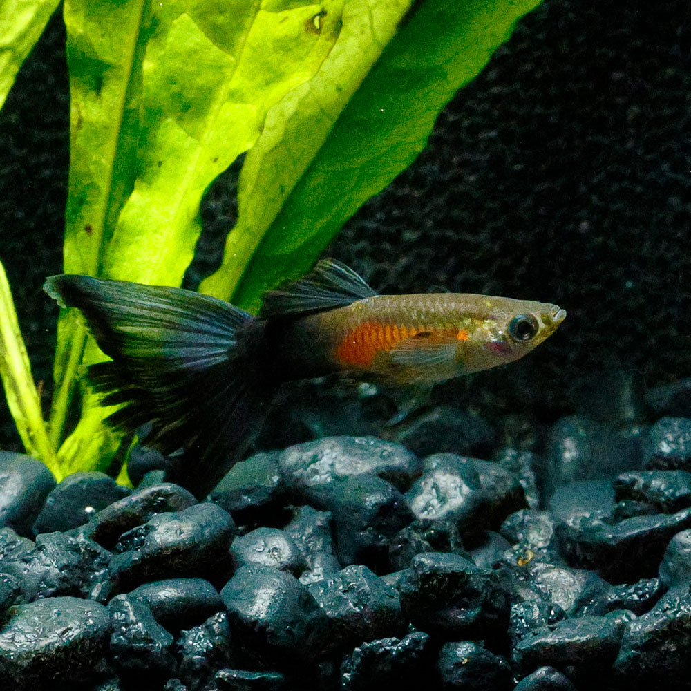 Purple Queen Guppy | Poecilia Reticulatus