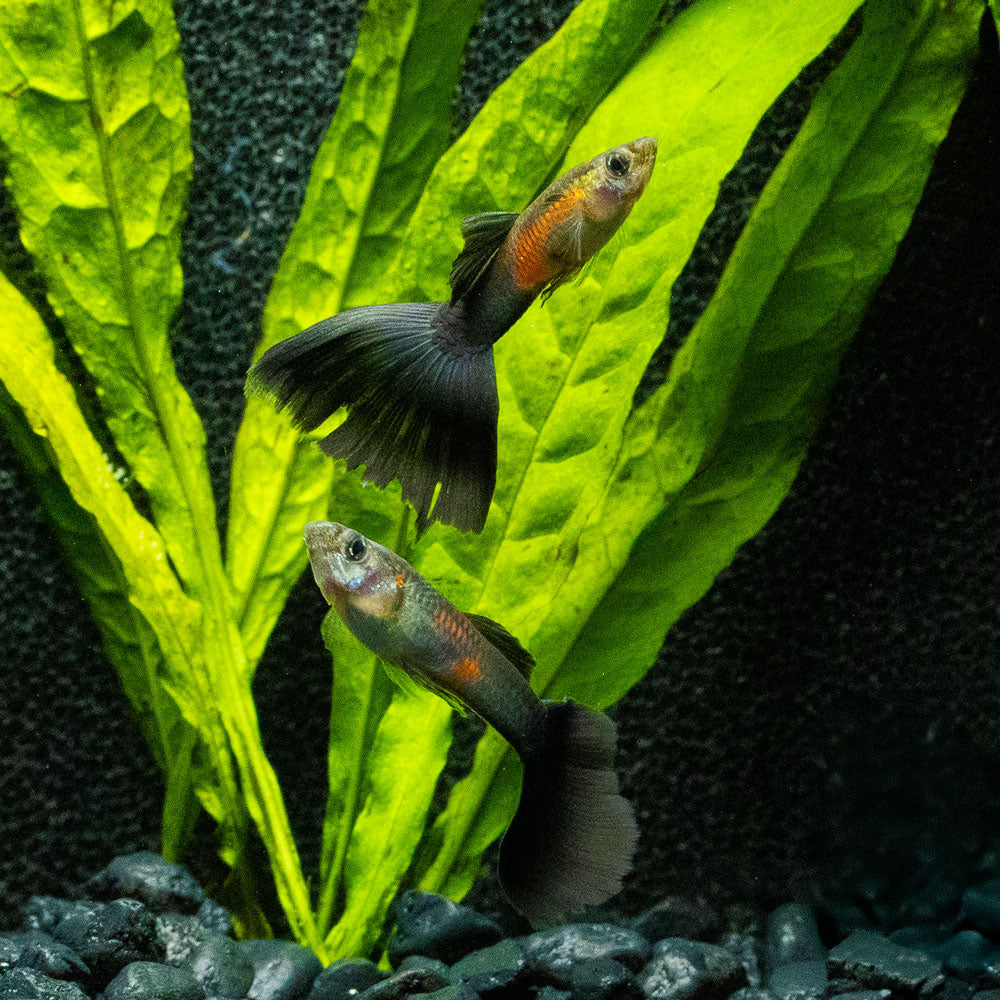 Purple Queen Guppy | Poecilia Reticulatus