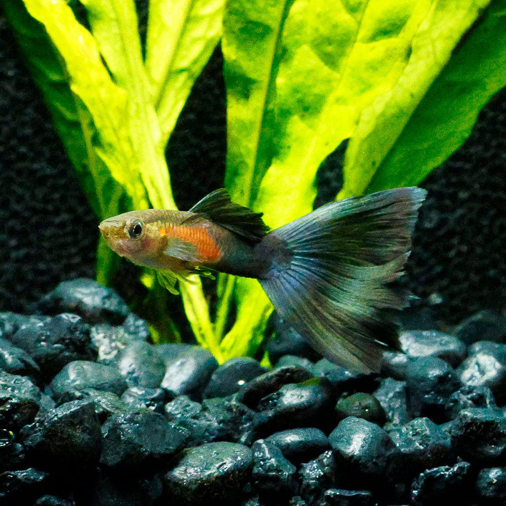 Purple Queen Guppy | Poecilia Reticulatus