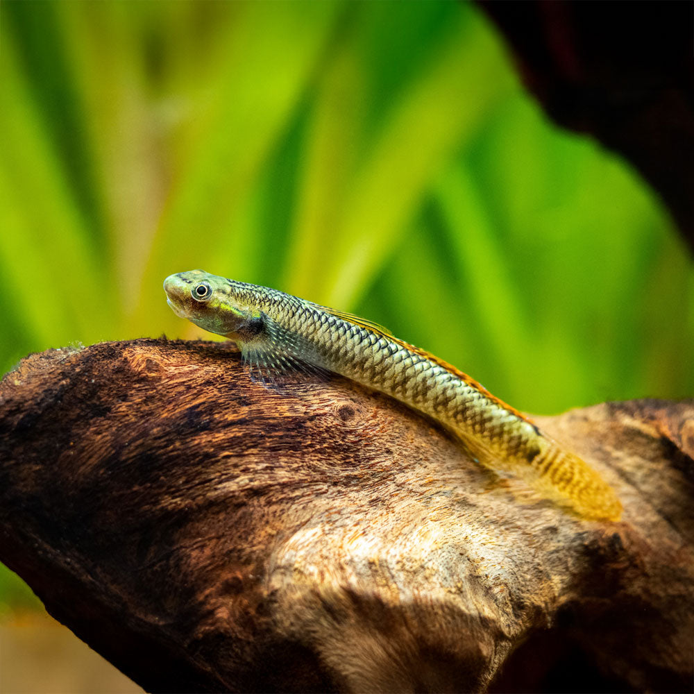 Freshwater Rainbow Goby Fish | Stiphodon ornatus