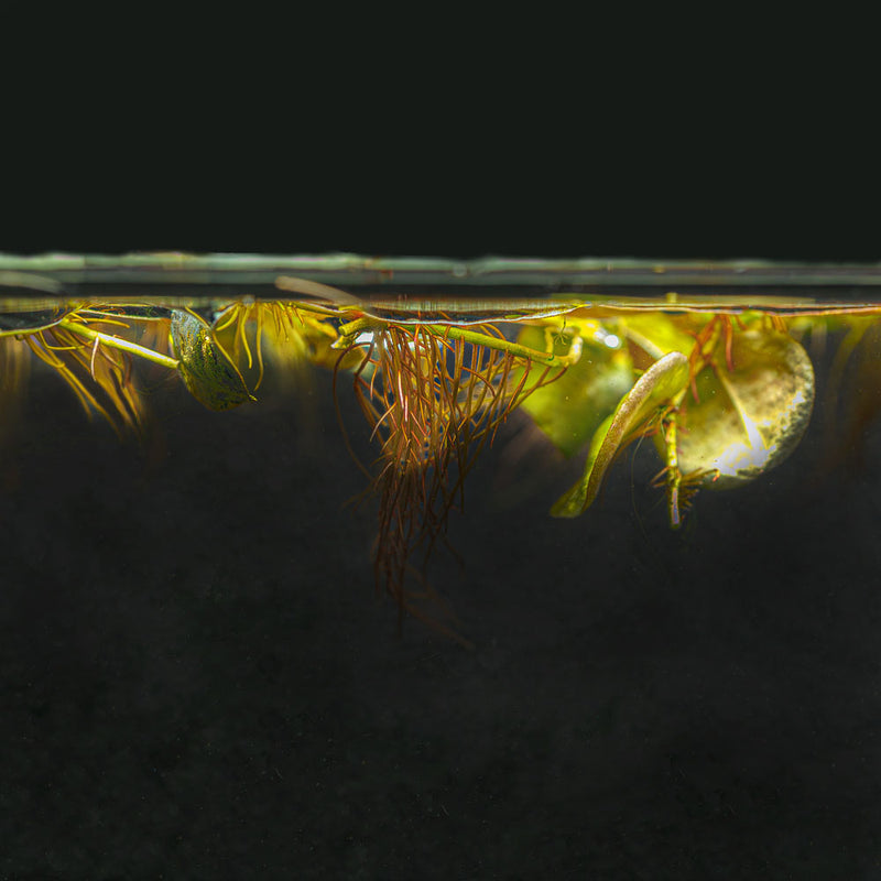 Red Root Floaters For Sale | Shop this Vibrant Red Root Floater