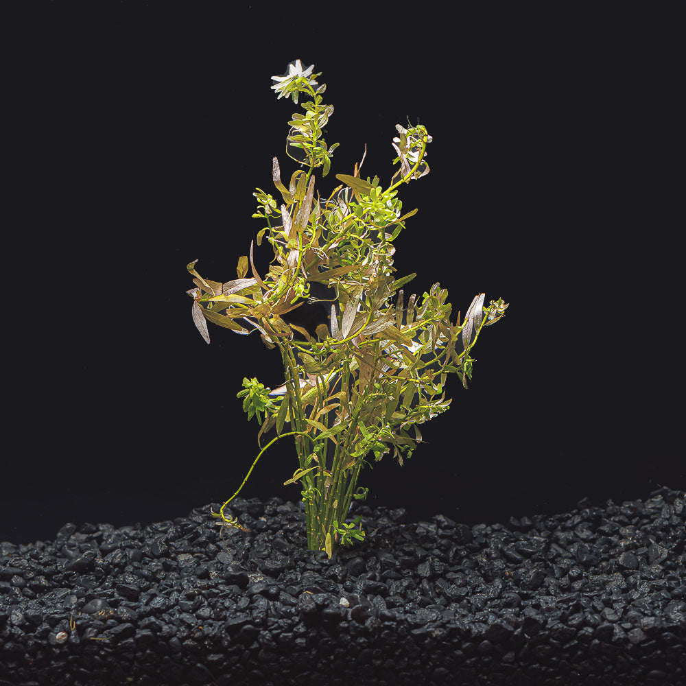 Rotala Indica