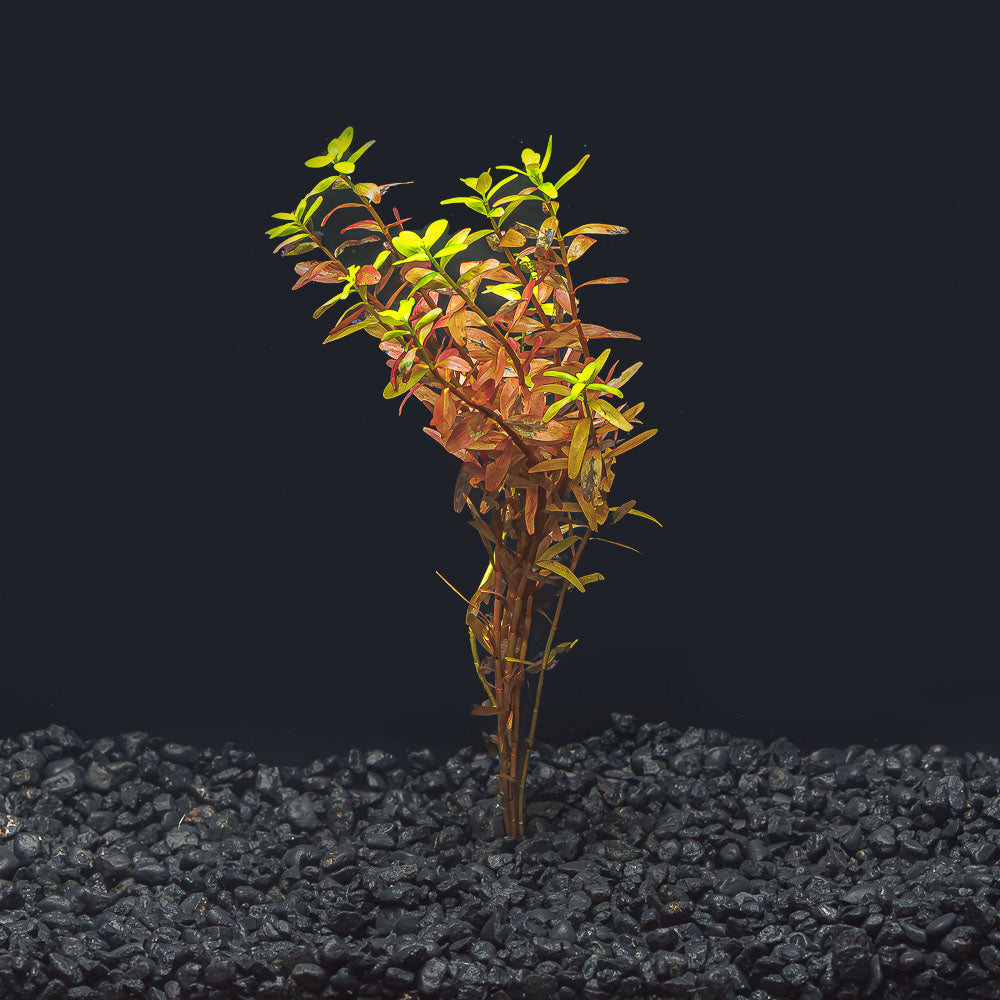 Rotala Rotundifolia Orange Juice
