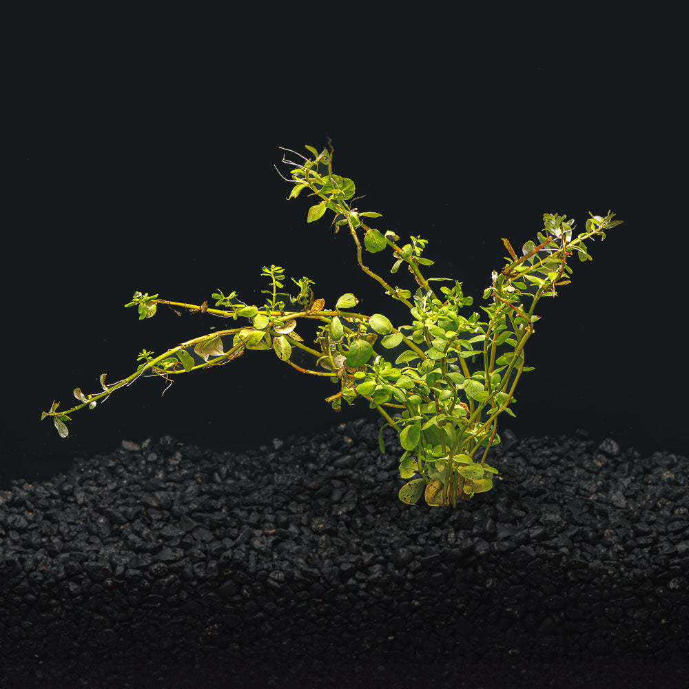 Rotala Rotundifolia Red