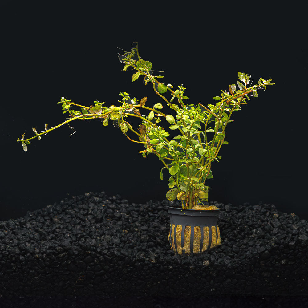 Rotala Rotundifolia Red