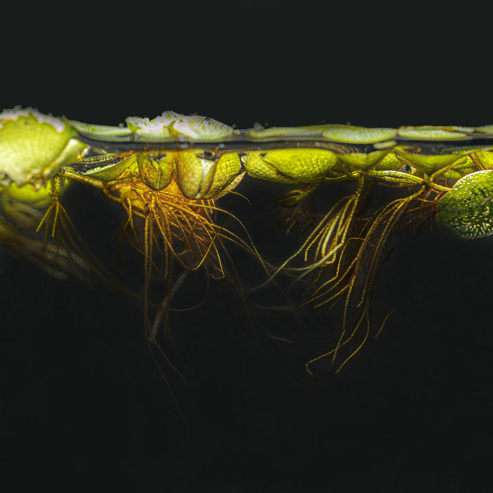 Salvinia Minima | Water Spangle