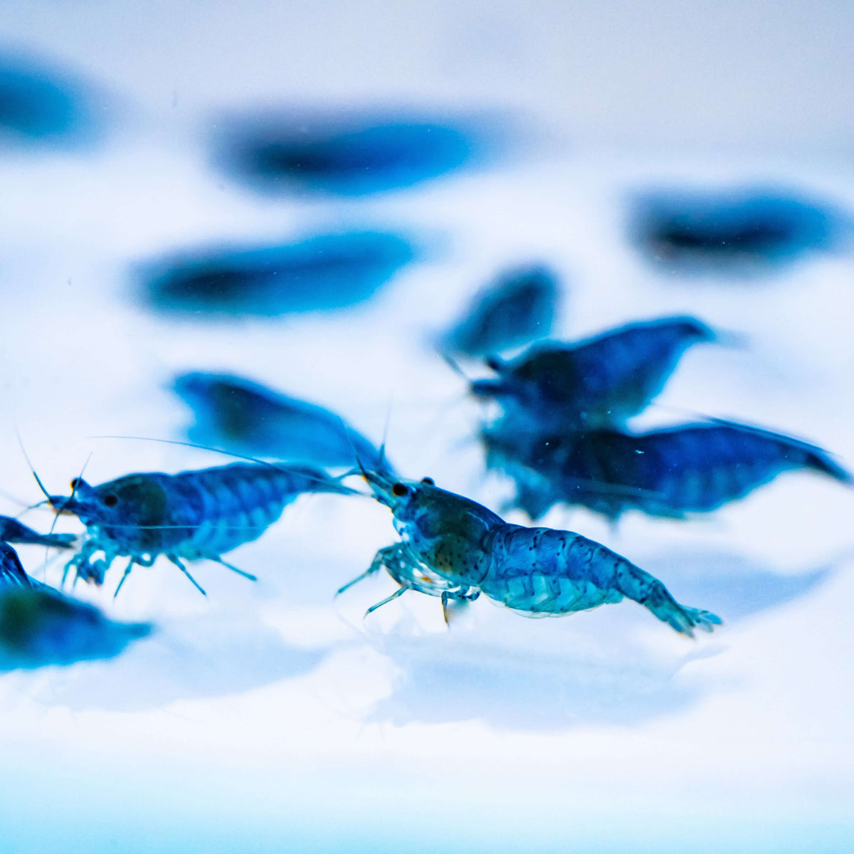 10 Assorted Neocaridina Shrimp