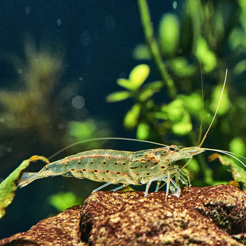 Best Selling Shrimp