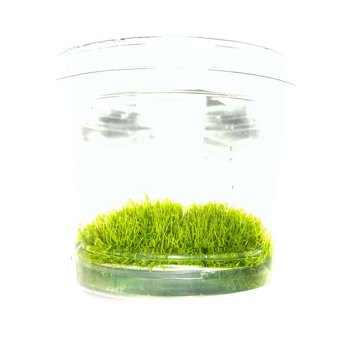 Utricularia Graminifolia | Tissue Culture