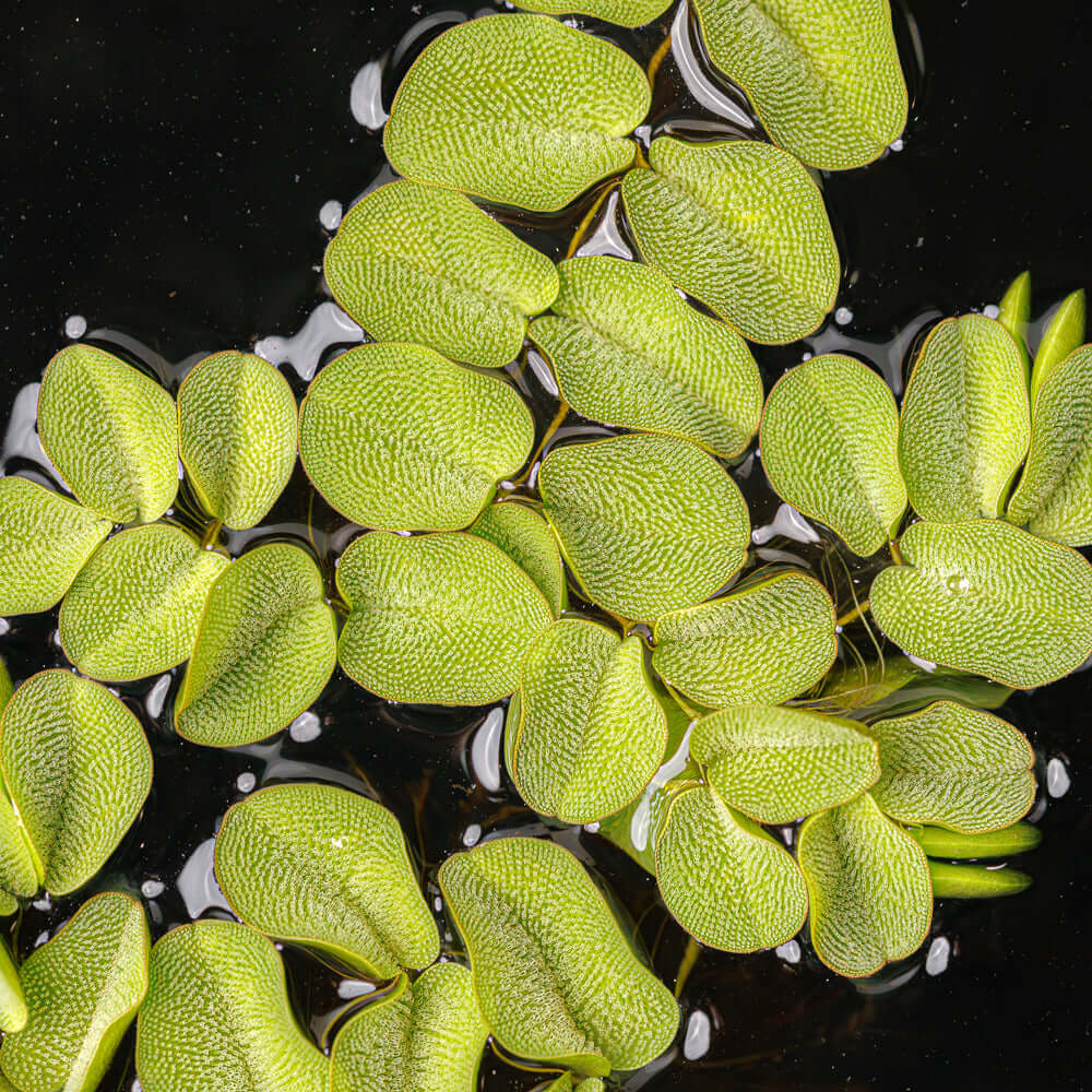 Salvinia Natans