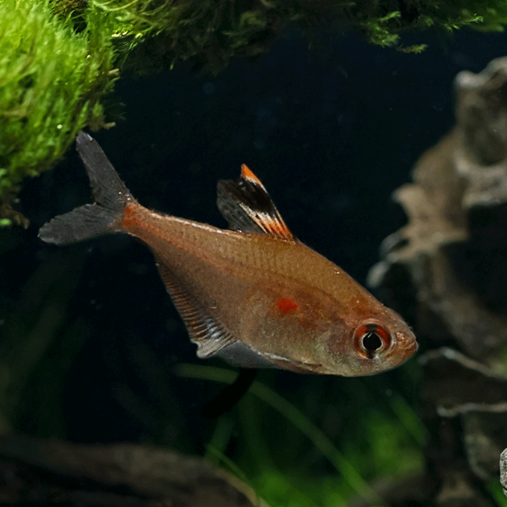 Bleeding Heart Tetra | Hyphessobrycon Socolofi