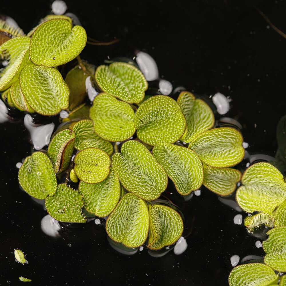 Salvinia Minima | Water Spangle