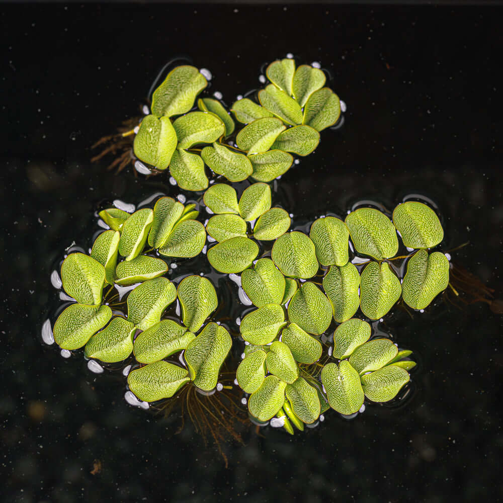 Salvinia Natans