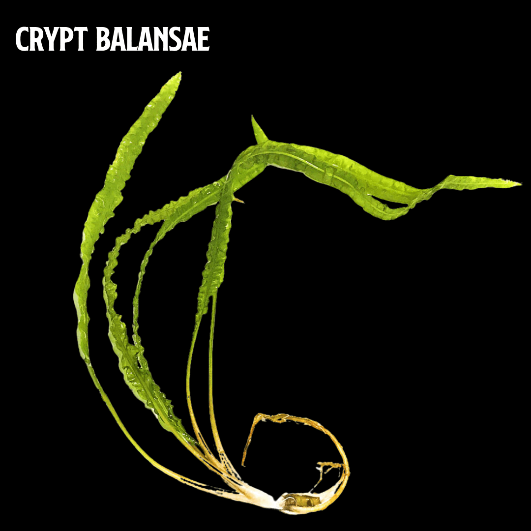 Mix + Match Crypt Plant Bundle