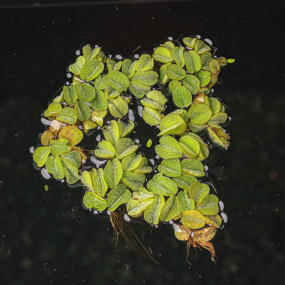 Salvinia Minima | Water Spangle