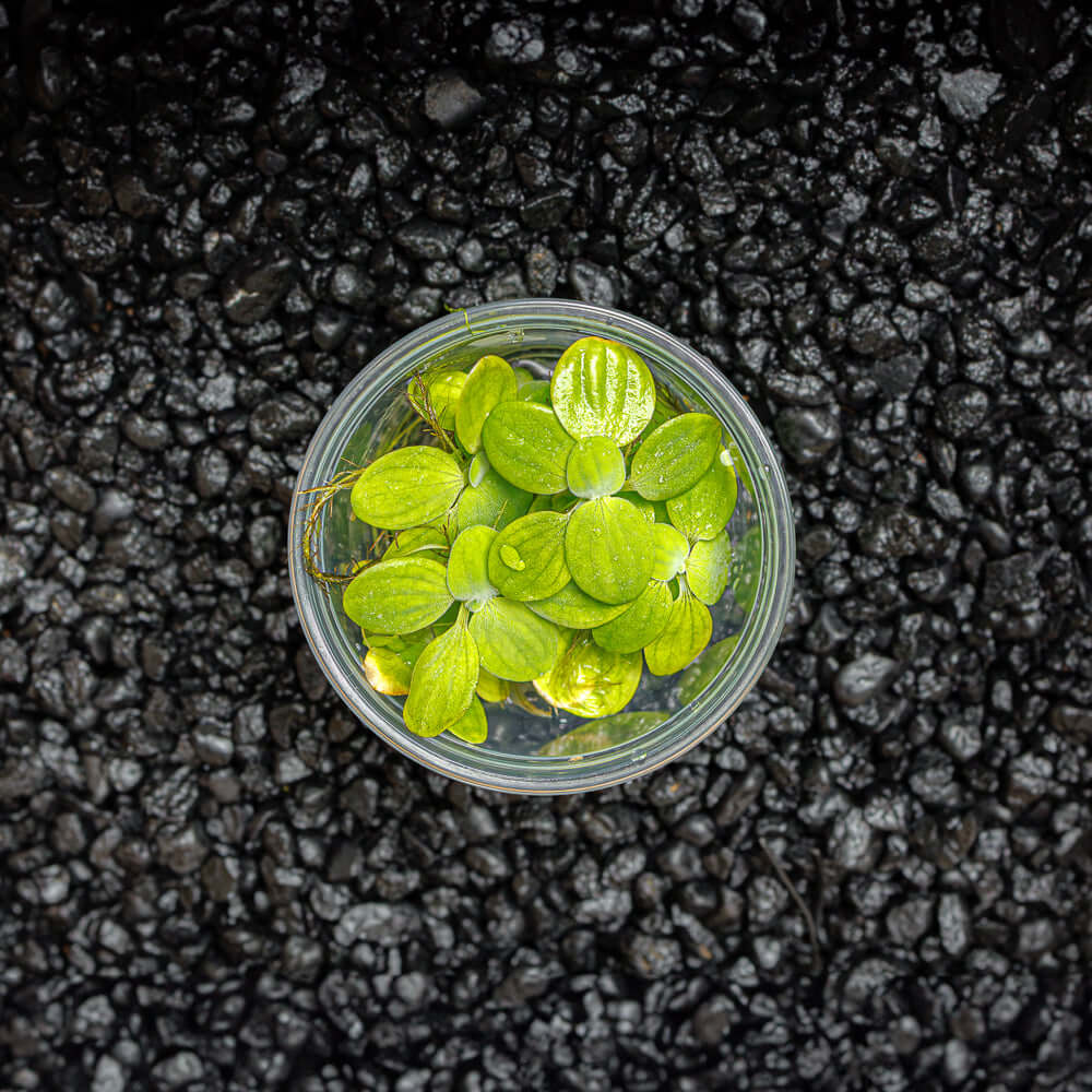 Dwarf Water Lettuce