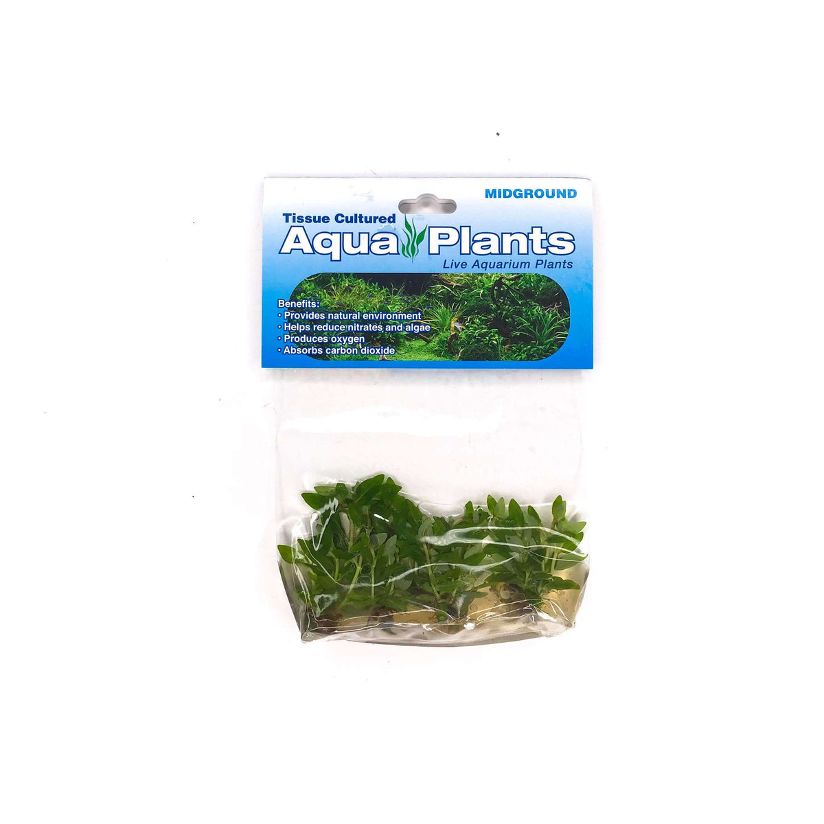 Staurogyne Repens - Complete Aquatics Tissue Culture - H2O Plants