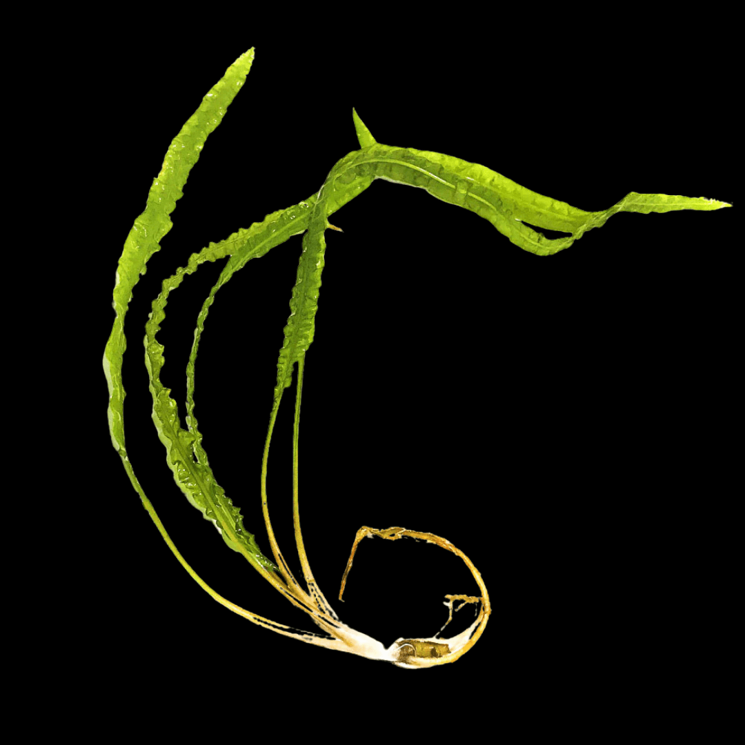 Cryptocoryne Balansae | Balansae Crypt