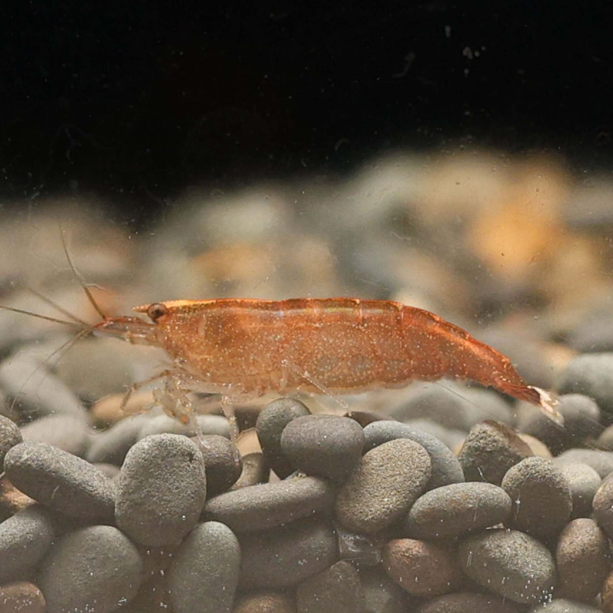 Caridina Babaulti &#39;Malaya&#39;