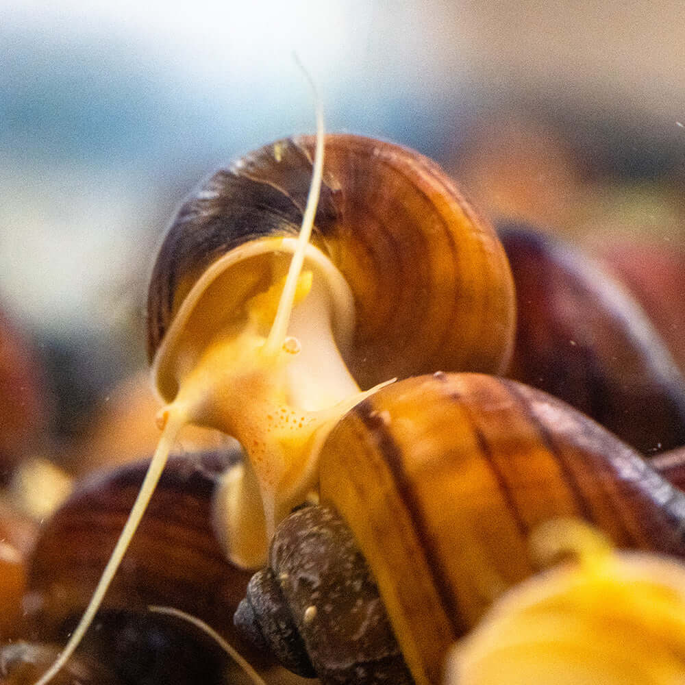 3 Albino Mystery Snails