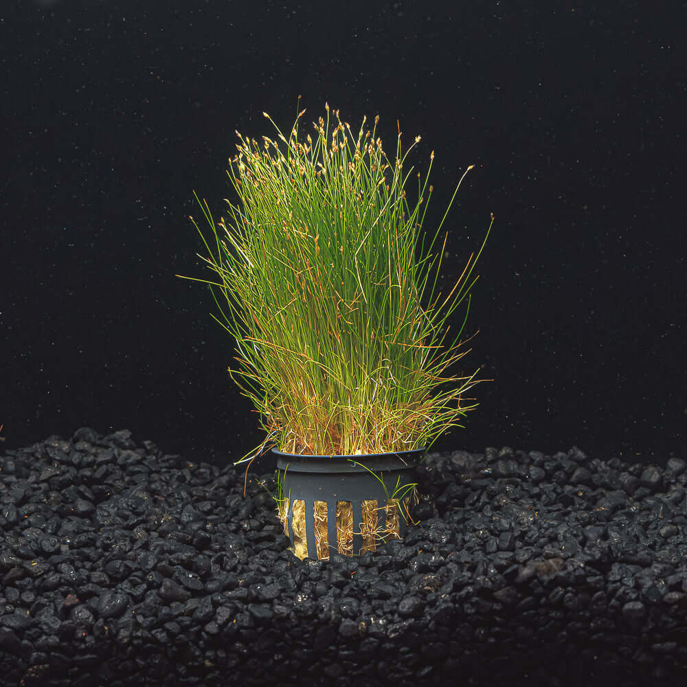 Eleocharis Parvula &#39;Mini&quot; | Dwarf Hair Grass Mini | Easy Green Carpeting Plant
