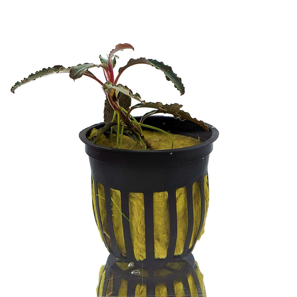 Bucephalandra Collection | Browse our Buce Aquarium Plants