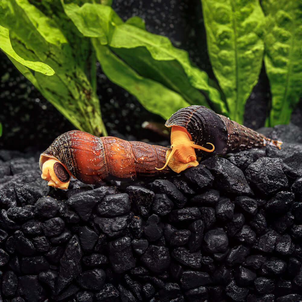 Orange Rabbit Snails