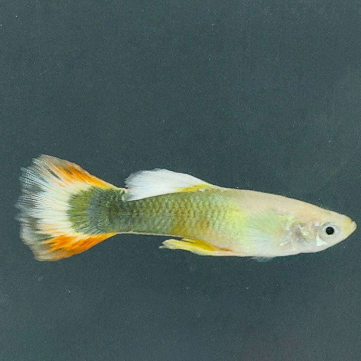Sunray Guppy | Poecilia Reticulatus