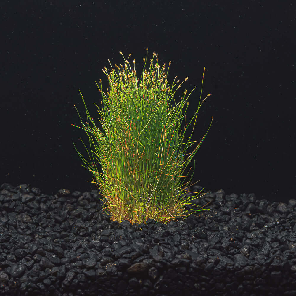 Eleocharis Parvula &#39;Mini&quot; | Dwarf Hair Grass Mini | Easy Green Carpeting Plant