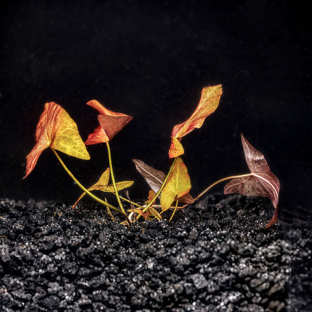 Dwarf Lily Nymphphaea rubra