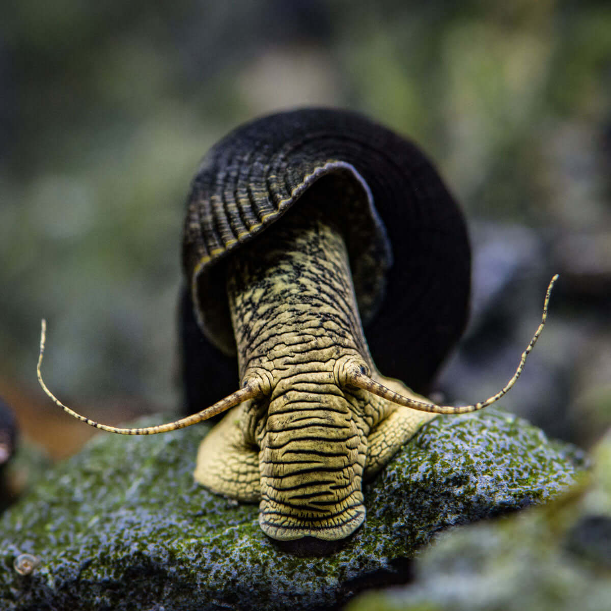 3+1 Adoption Snails - Cute but Broken