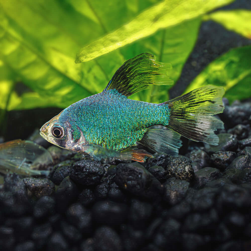 Longfin Green Tiger Barb | Puntigrus tetrazona
