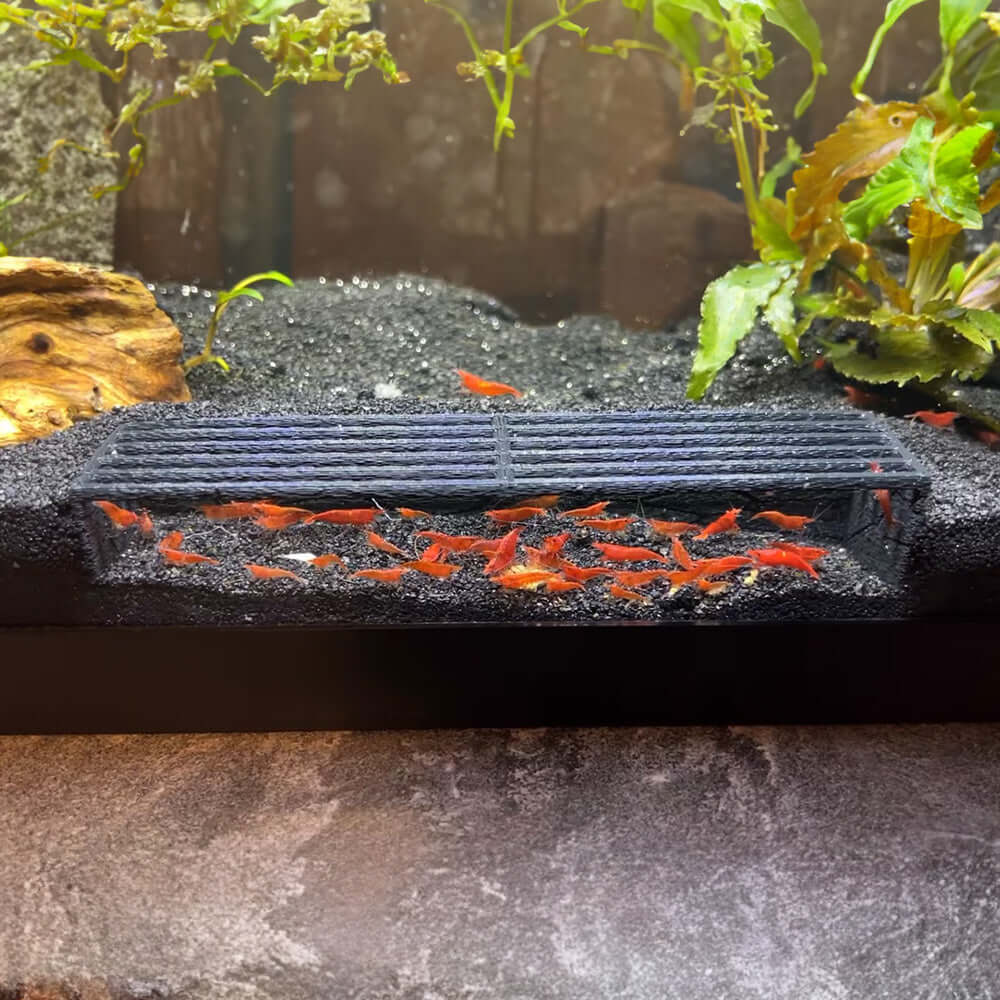 Shrimp Cave by LifeWithPets