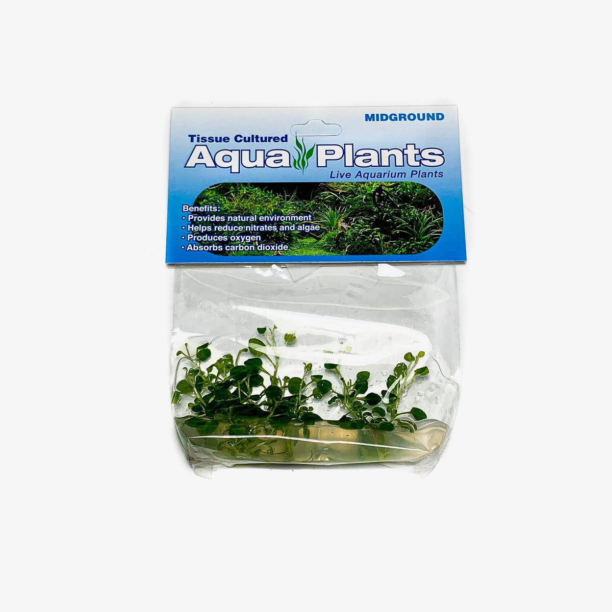Lobelia Cardinalis - Complete Aquatics Tissue Culture - H2O Plants