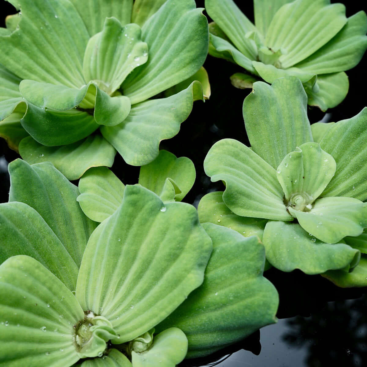Water Lettuce