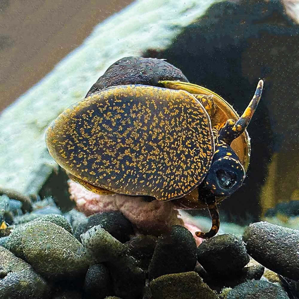 Blueberry Snail | Viviparus sp.