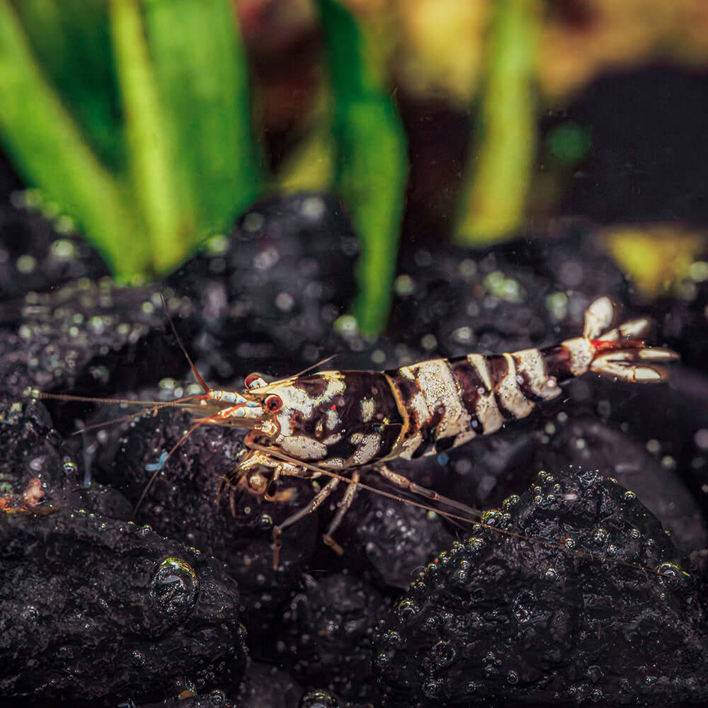 Black Fancy Tiger Shrimp - High Grade
