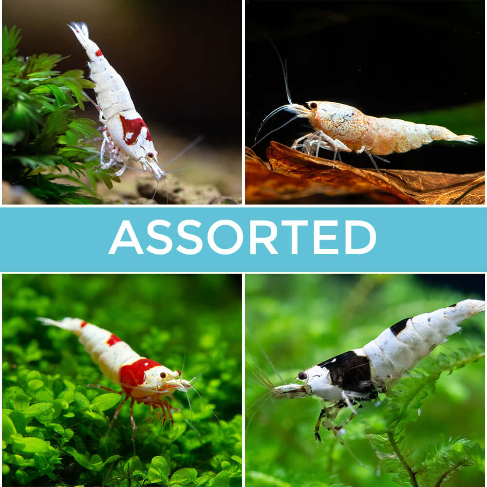 10+1 Crystal Red (CRS) Aquarium Shrimp – Freshwater, Live Arrival Guarantee & Free Shipping!
