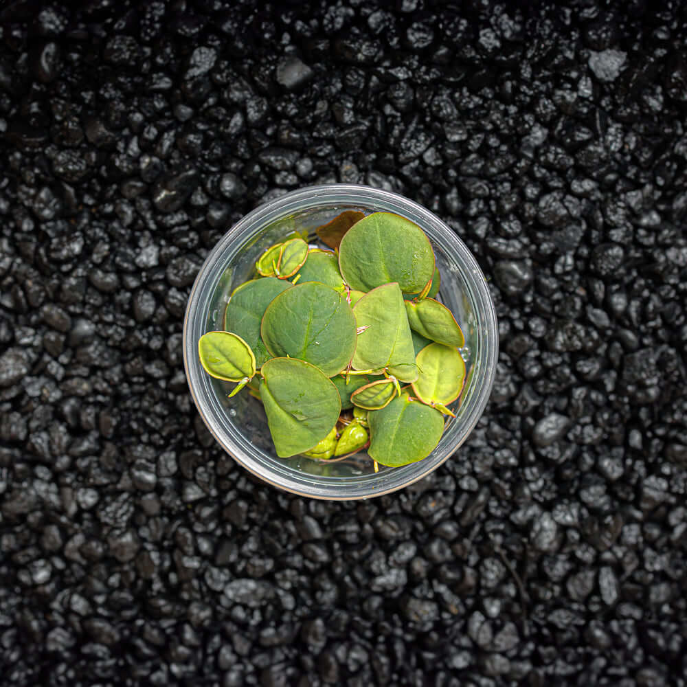 Red Root Floaters